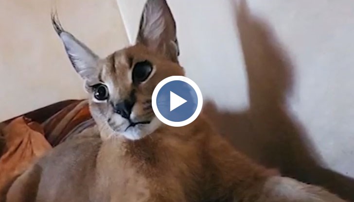 Каракалът, който беше заснет да се разхожда из Пловдив, се оказа официално регистриран