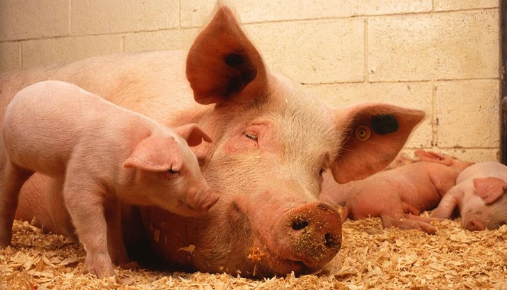 Литва заплаши да спре вноса на свинско от Полша