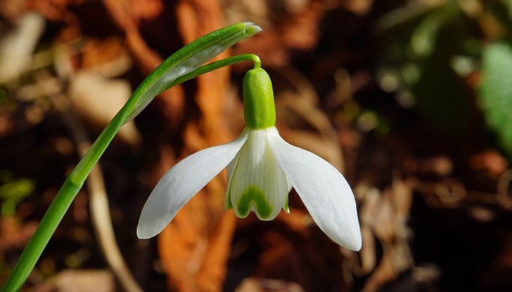 Пролет през февруари