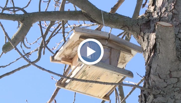 Те поставят къщички за синигери, които се хранят с молец, който унищожава листата