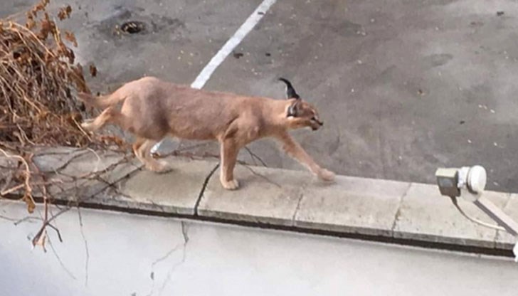 Хищникът сам се е прибрал в дома си