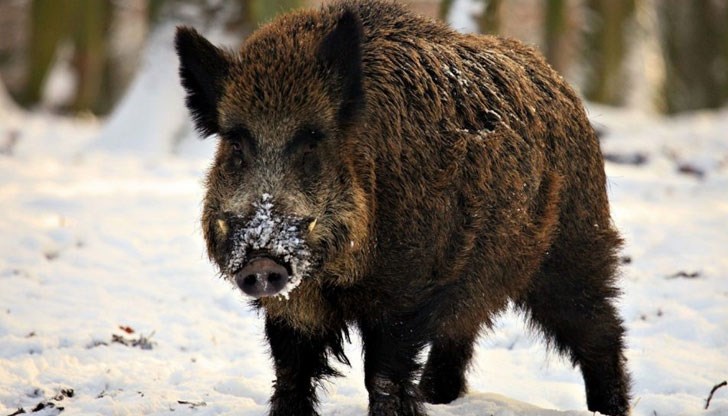 Започна мащабно изследване за трихинелоза в Крумовград след консумация на месо от глигани Започна мащабно изследване за трихинелоза в Крумовград след консумация на месо от глигани
