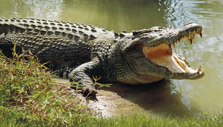 Мъж ухапа крокодил във филипинския гр. Балабак, за да спаси сина си