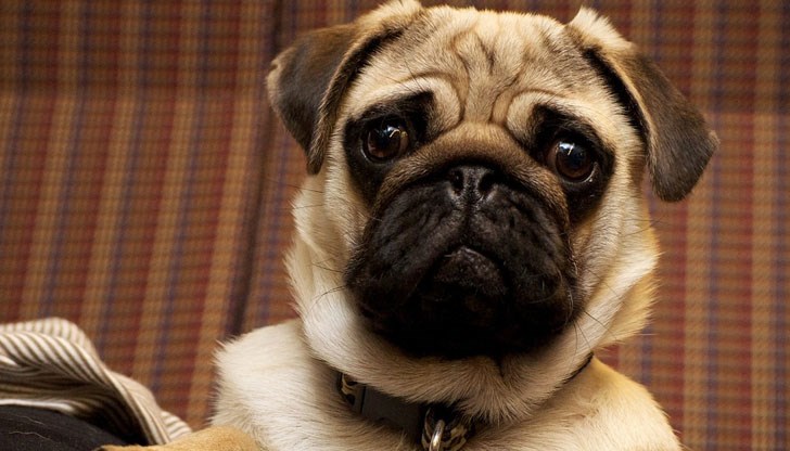 Дори и да се опитвате да заблудите домашния си любимец, че няма да ходи на ветеринар, като му говорите с приповдигнат тон, той много добре разбира всъщност какво му казвате Дори и да се опитвате да заблудите домашния си любимец, че няма да ходи на ветеринар, като му говорите с приповдигнат тон, той много добре разбира всъщност какво му казвате