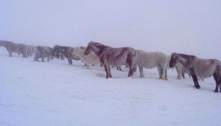 Десетки коне стоят обледенени, неподвижни и замръзнали край пътя под хижа Паскал край Пирдоп