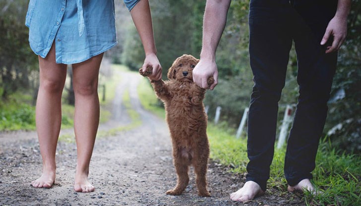 Наблюдава се увеличение на двойките, които вместо бебе имат малка порода куче Наблюдава се увеличение на двойките, които вместо бебе имат малка порода куче