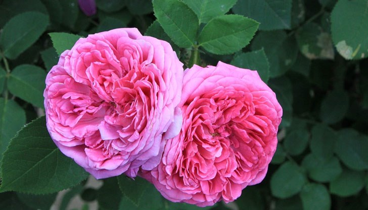 Казанлъшката роза е не само ароматна, но и може да лекува