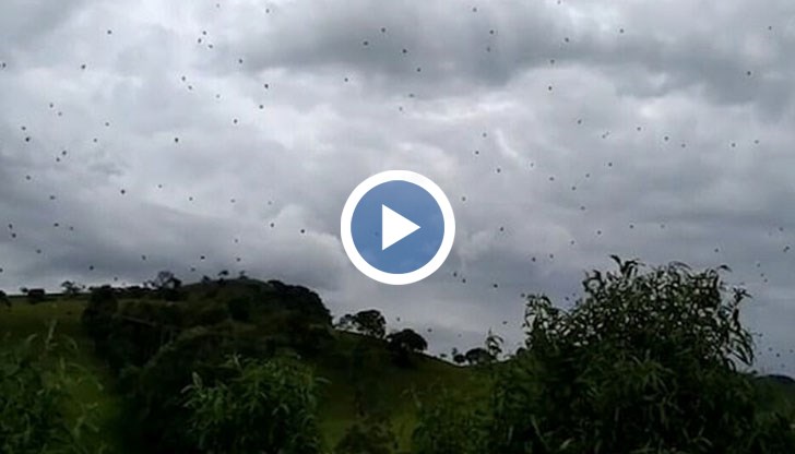 Те изплитат гигантска паяжина, за да ловят плячка