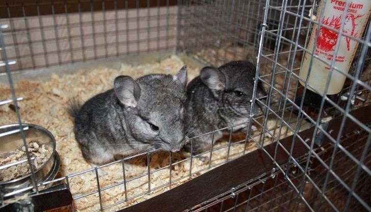 В България предстои внасянето на подобен законопроект