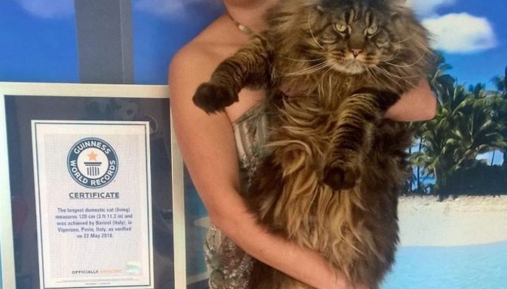 Гинес потвърди, че дължината му от цели 1,20 м. е достатъчна за рекорд