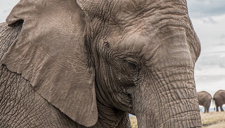 Тъй като бракониерите не обръщат внимание на такива животни, те са получили биологическо предимство