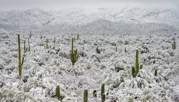 Необичайният снеговалеж сътвори прекрасни зимни пейзажи в пустинята Сонора