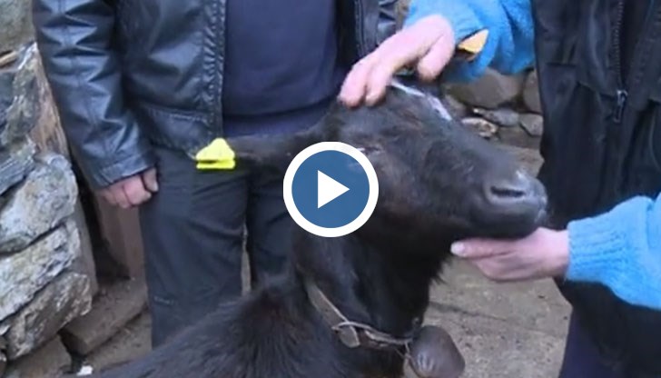 Възрастната жена получи първата си козичка