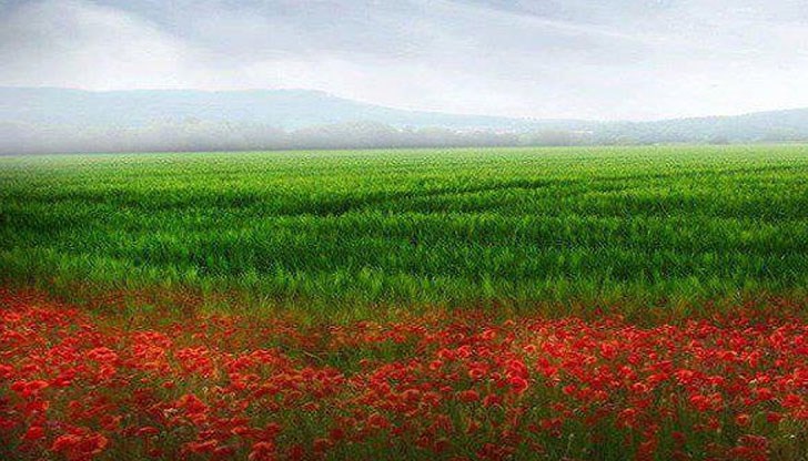 Протест под мотото „БУНТ в защита на природата” ще се състои днес Протест под мотото „БУНТ в защита на природата” ще се състои днес