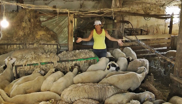 Собственичката е получила писмо, че животните й ще бъдат евтаназирани Собственичката е получила писмо, че животните й ще бъдат евтаназирани