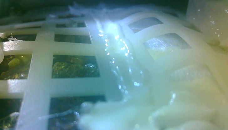 Семената бяха доставени от китайския апарат „Чанъе-4“