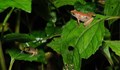 Биолози откриха нов вид жаби