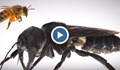 Учени откриха гигантска пчела, смятана за изчезнала