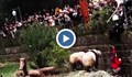 Дете падна в заграждение с панди