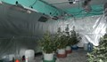 МВР откри оранжерия за марихуана в спортна зала в завод "Диамант"