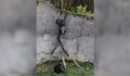 Шимпанзе си "построи" стълба и избяга от клетката си