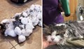 Ветеринари съживиха замръзнала котка