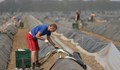 Над 5000 българи ще останат без работа при „твърд” Brexit