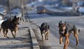 Бездомни кучета нападнаха моторист в Русе
