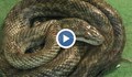 Полицаи измъчват заподозрян със змия