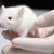 Учени отглеждат бъбреци в ембриони на плъхове
