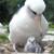 Най-старата птица в света стана майка