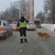 Полицай спира движението, за да може куцо куче да пресече