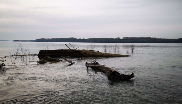 60% от рибните популации в Дунав и притоците му са изчезнали