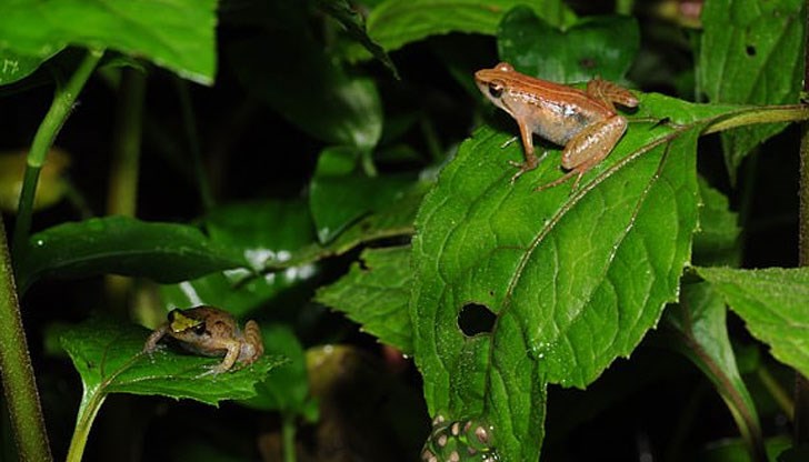 Натъкнали се на тях в планината Бибита в Етиопия