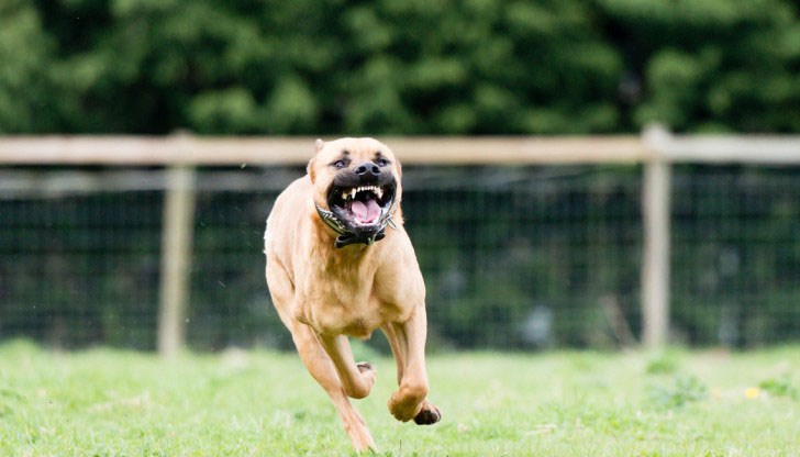 Залавянето на звяра е било много трудно