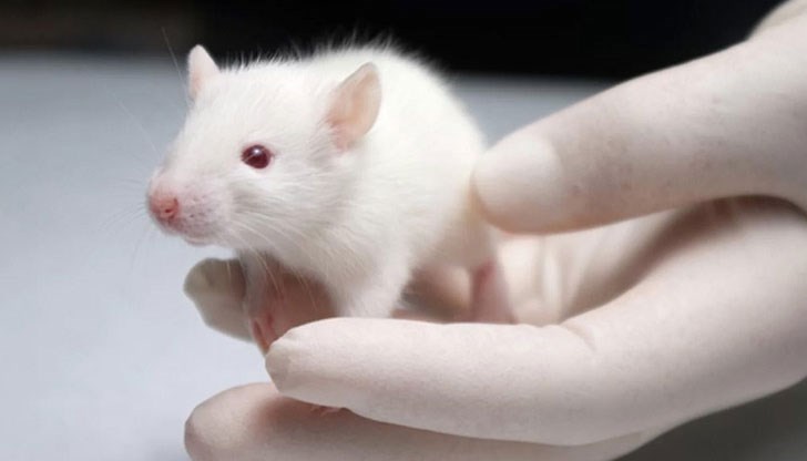 Тази техника един ден може да помогне да се развият човешки бъбреци за трансплантация Тази техника един ден може да помогне да се развият човешки бъбреци за трансплантация