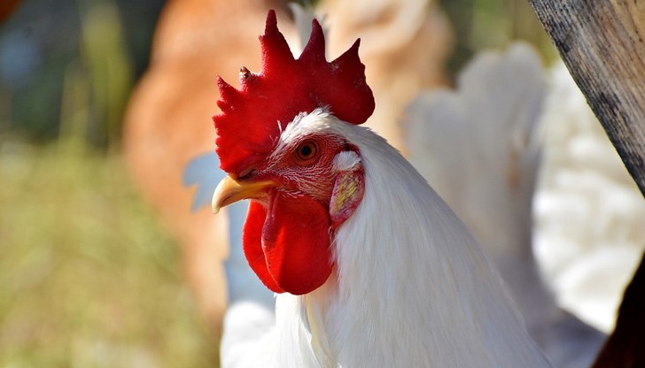 На Петльовден се отбелязва спасението на мъжката сила На Петльовден се отбелязва спасението на мъжката сила