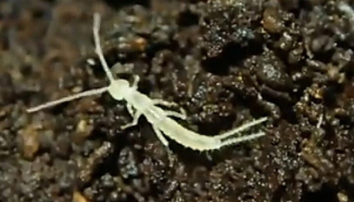 Животното било намерено на остров Ванкувър