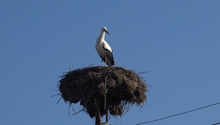 Първият предвестник на пролетта кацна в хасковско село