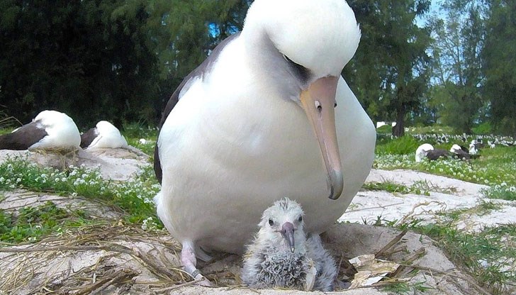 68-годишната Уиздъм си излюпи пиленце