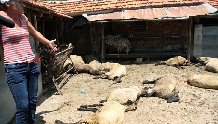 От международната екоорганизация се питат дали ЕК е проверявала дейността на БАБХ