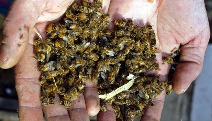 Основна причина за смъртността е т. нар. "вторично замърсяване" на тяхната храна