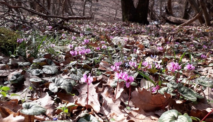 Експерти на РИОСВ - Русе са обходили териториите с пролетно ботурче