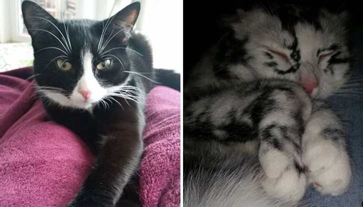 Въпреки заболяването, което освен обезцветяване на кожата и космите, причинява и други медицински проблеми, Ели е съвсем здрава