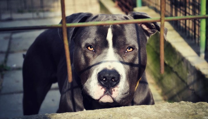 Превърнал ли се е Русе в център на бизнеса с кучешки боеве в Европа?