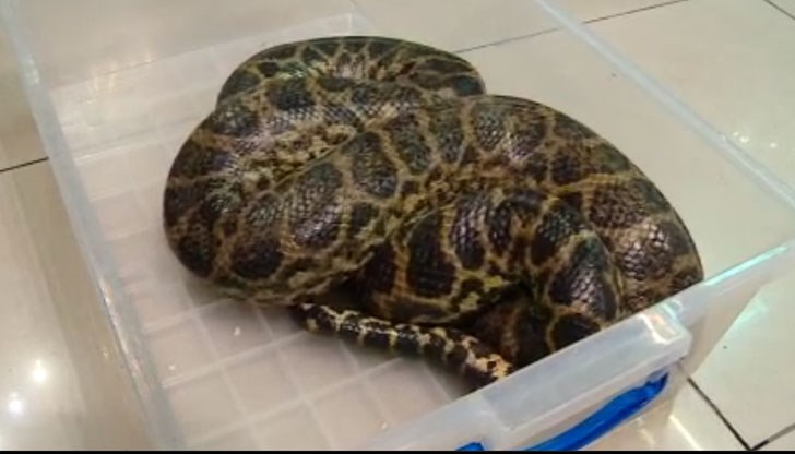 Влечугото е намерено и приспано