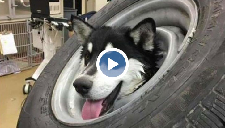 Стопаните на хъскито се бръкнаха 2 600 долара, за да го спасят