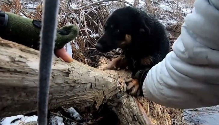 Водите на река Блато се оказали опасни за едно малко куче Водите на река Блато се оказали опасни за едно малко куче