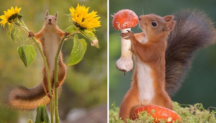 Геерт снима сладките гризачи от прозореца в кухнята си