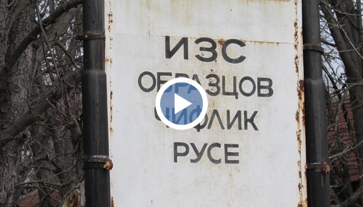 Новите два винени сорта са „бейби кристален“, с мискетов аромат, и „мискет викинг“